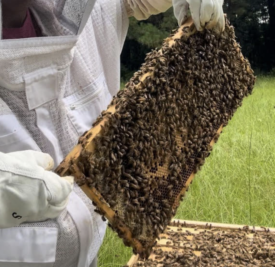 Meet the Bees: July Update