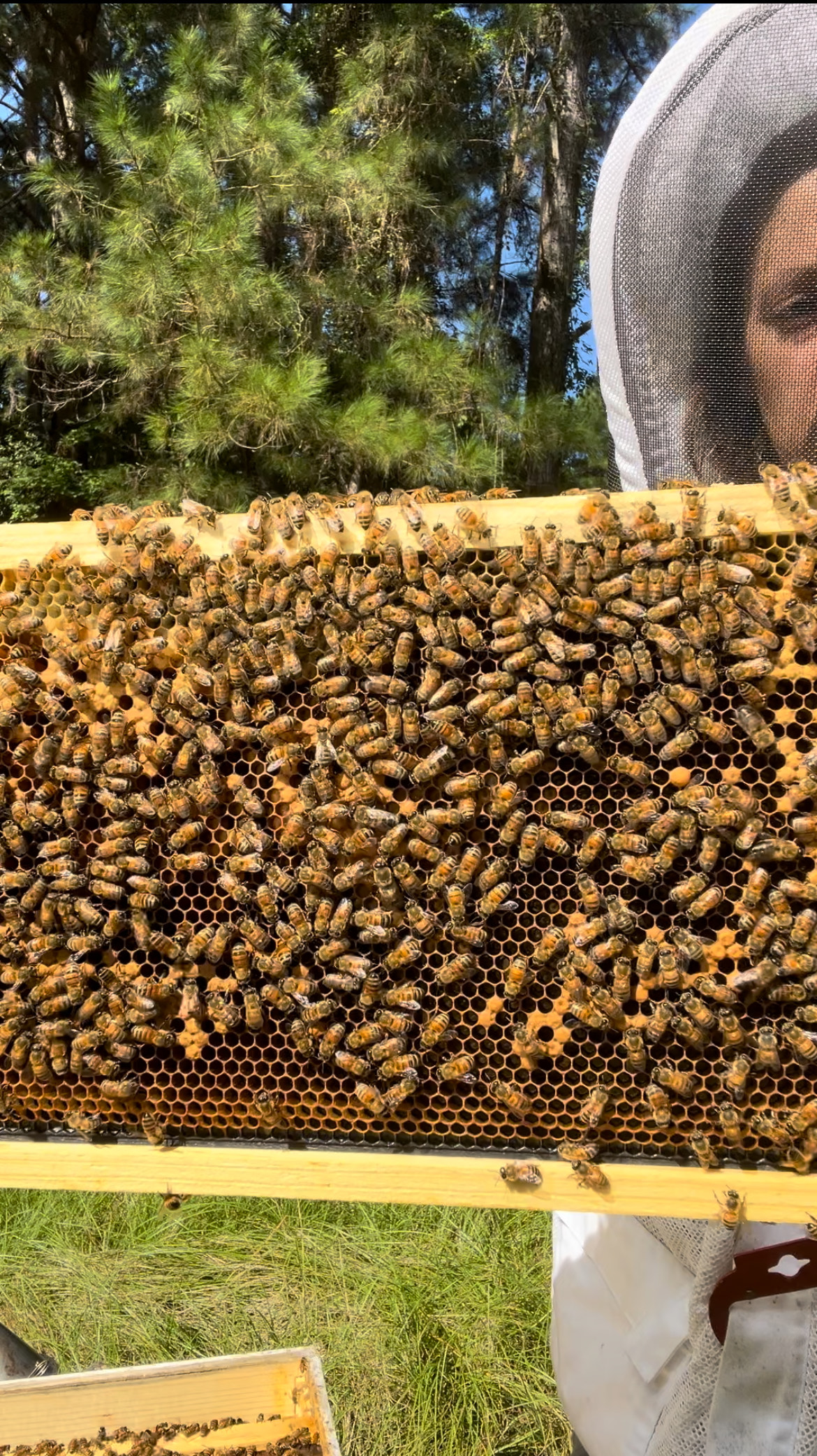 Meet the Bees: August Update