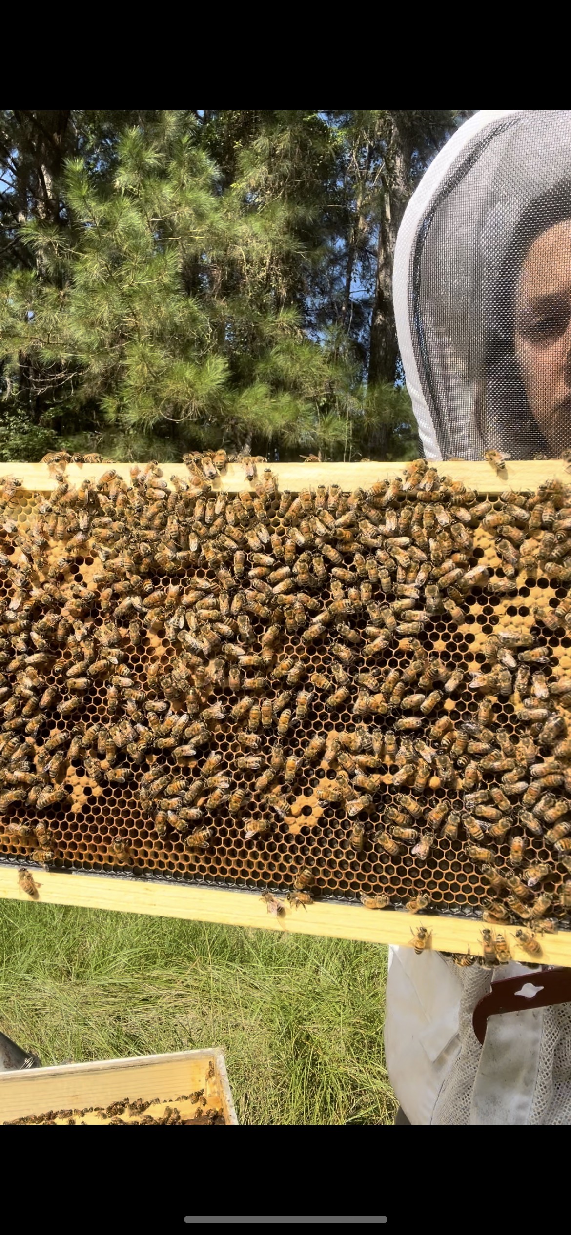 Meet the Bees: May/June Update