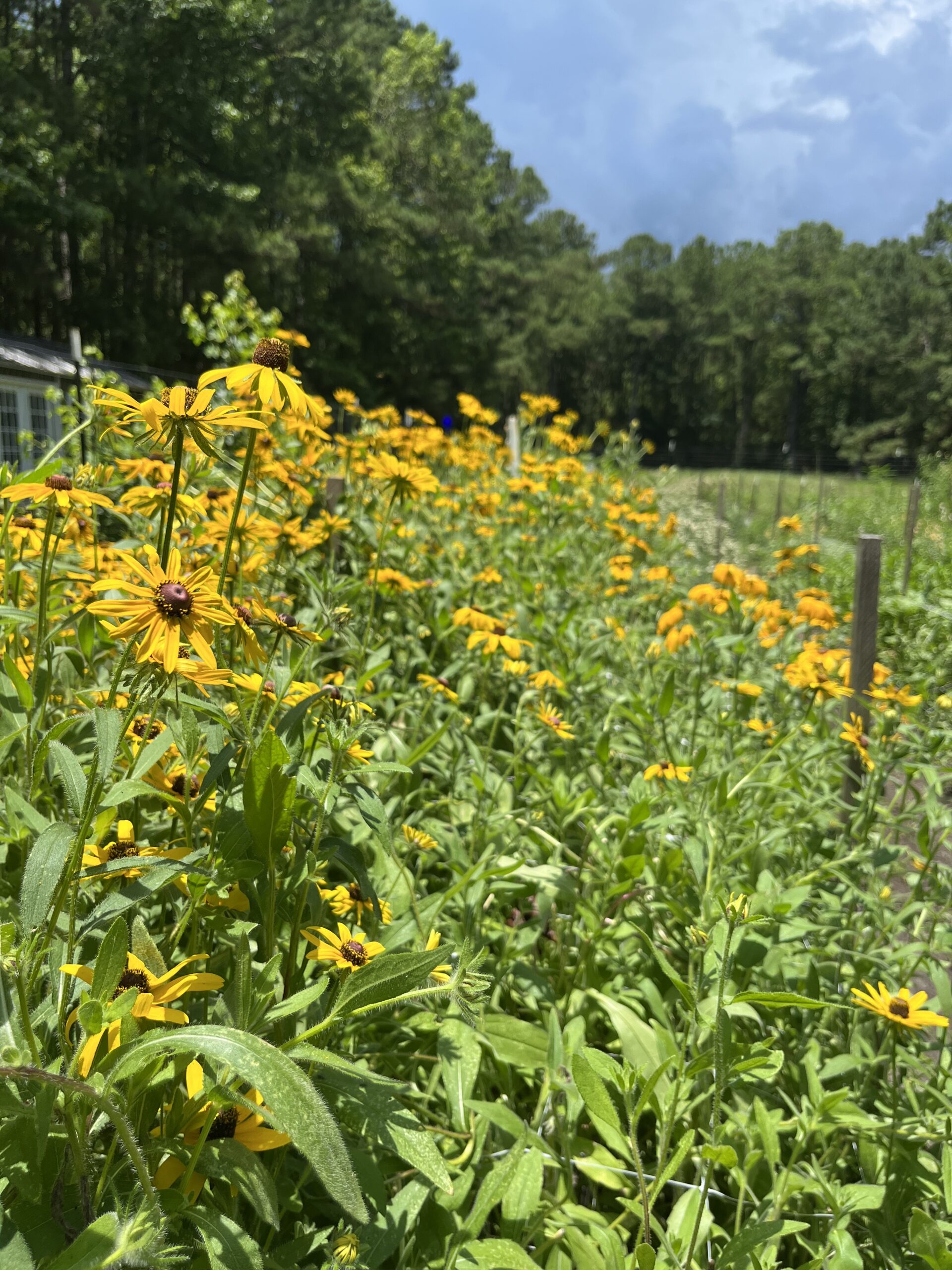 Meet the Flowers: May/June Update