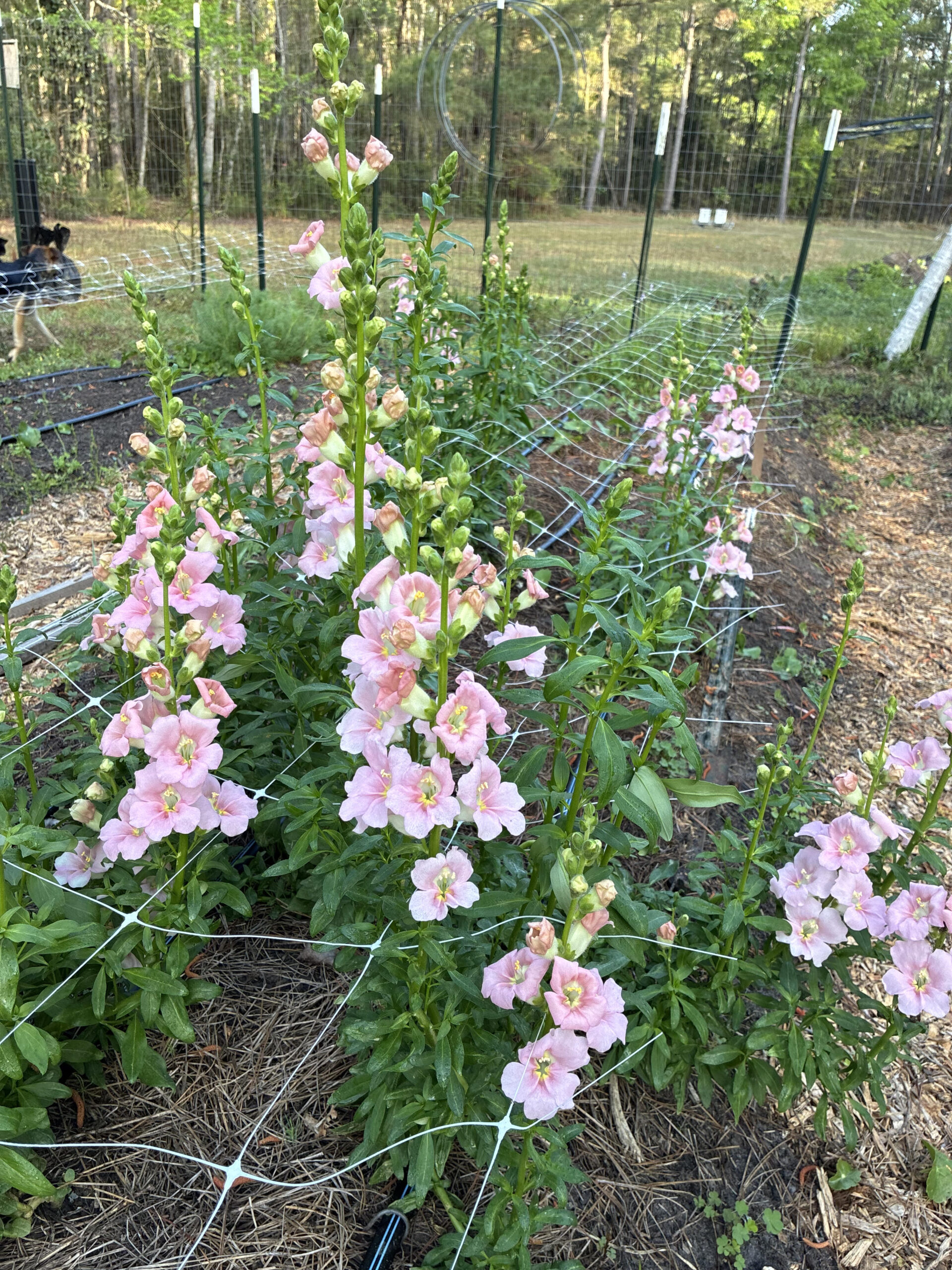 Meet the Flowers: April Update